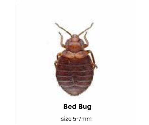 dust mites vs bed bugs